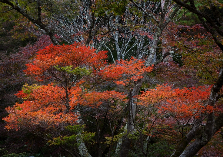 Daigo-ji Garden 11-3263.jpg